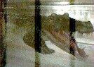 Giant Alligator in the sewer.  You sure this is not New York?